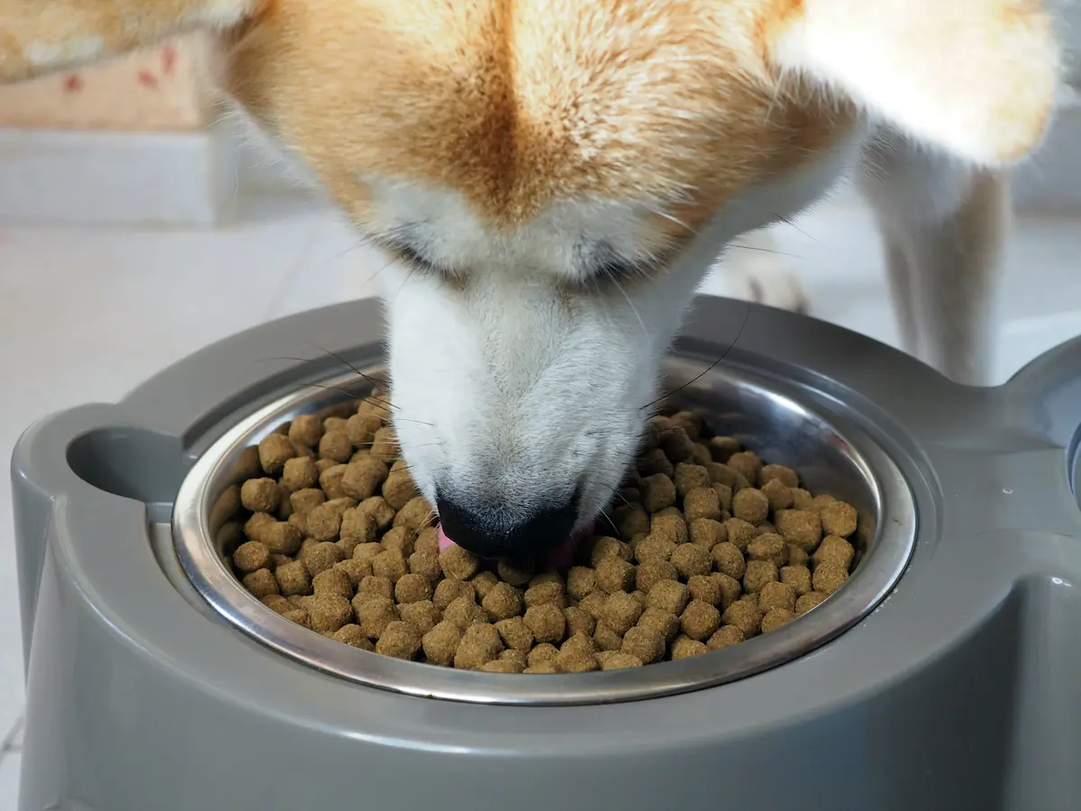 Fig 0.5. Akita Inu dog eating out of his bowl.
