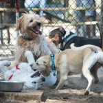 Fig 0.5. Four larger breed dogs playing in a dog park. A chain link fence is in the background.