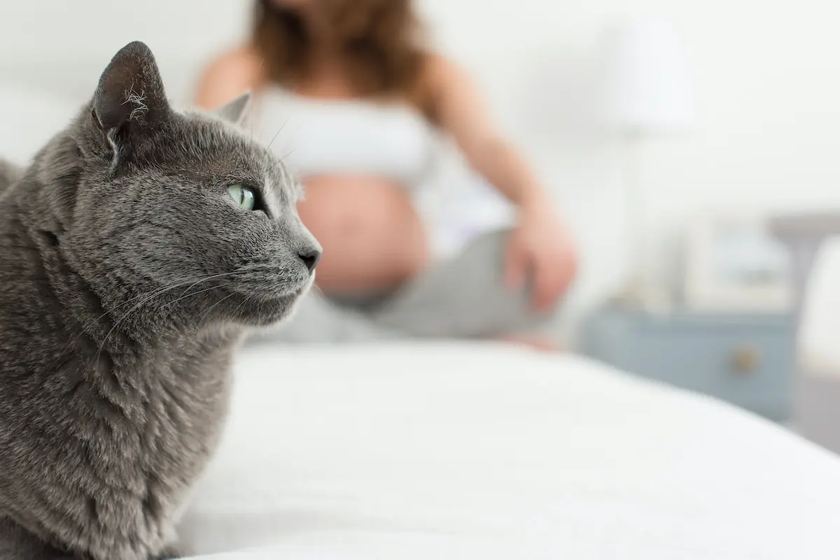 Fig 1. Cat sitting in foreground with pregnant woman sitting in background.