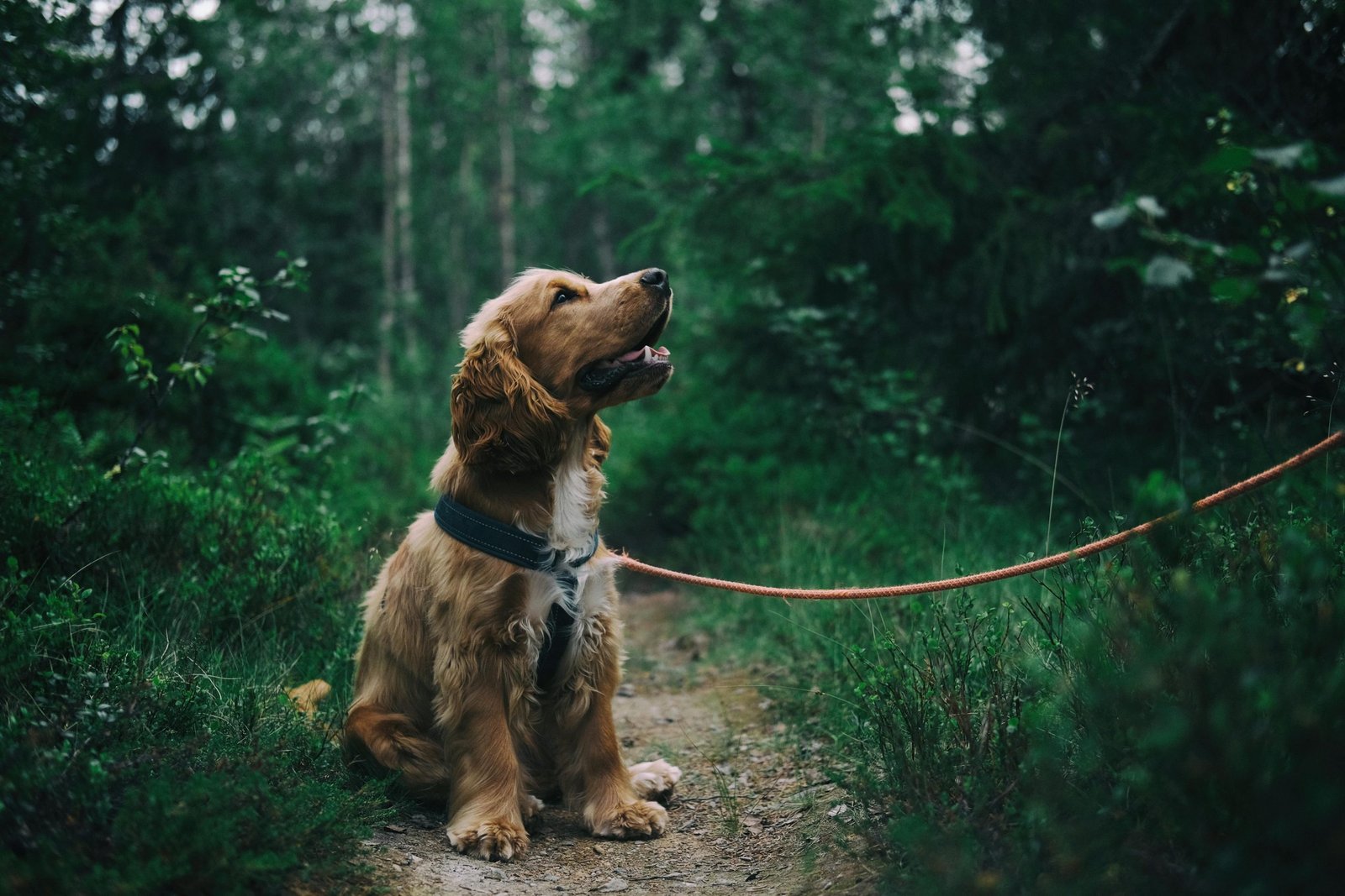 Fake Service Dogs Are Hurting the People Who Really Need Them