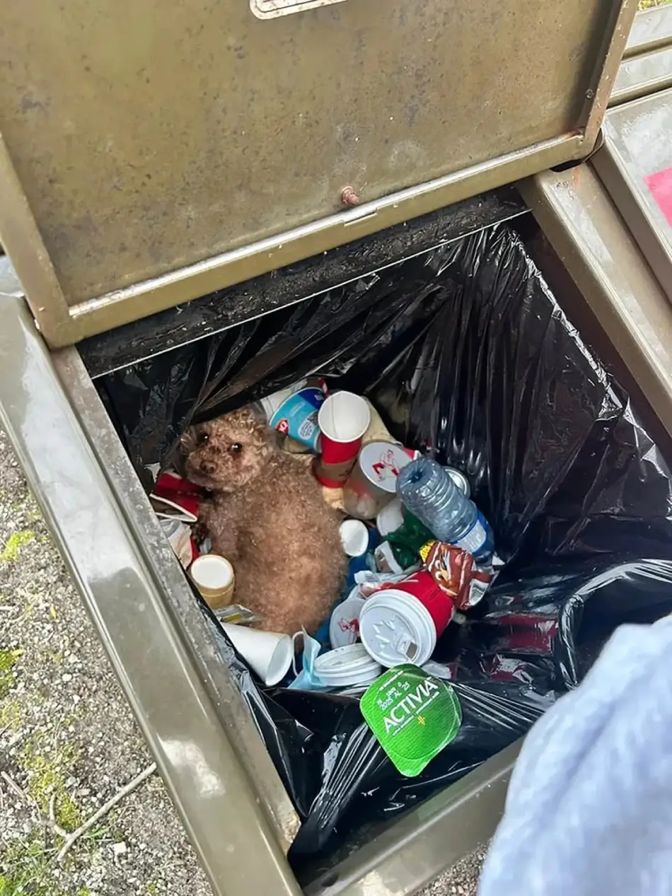 oscar-the-poodle-survives-brutal-abandonment-begins-remarkable-road-to-recovery