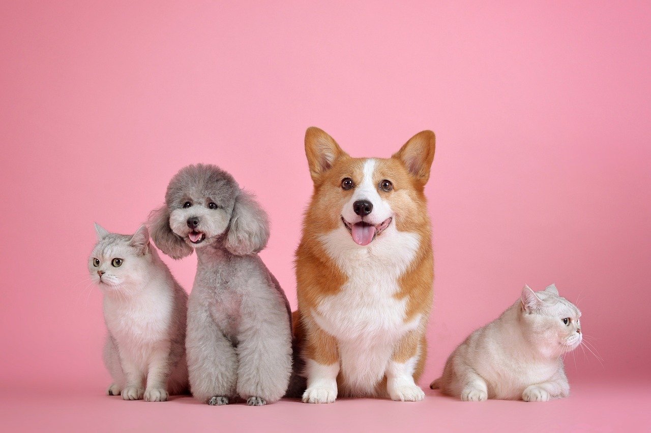 Amazon Pet Day 2025: 48 Hours of Big Deals for Pet Lovers on May 13–14