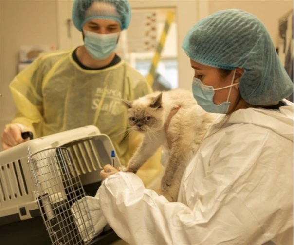 83 Cats, One Heartbreaking Loss: How the BC SPCA Stepped In After a Sudden Death in Vancouver
