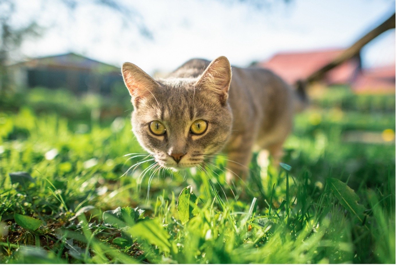Bench Warrant Issued for Alleged Serial Cat Killer in Southern California