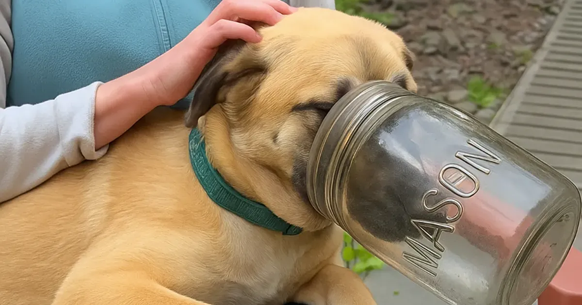 How a Sweet Puppy Named Mason Got a Second Chance After a Mason Jar Mishap
