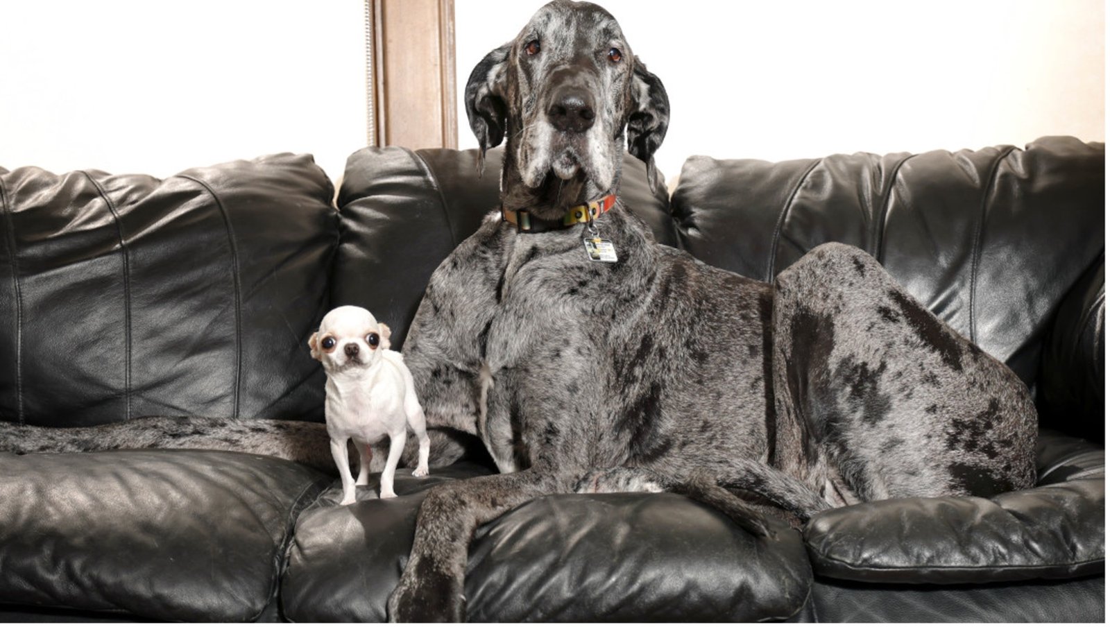 Reggie and Pearl: When the World’s Tallest and Smallest Dogs Finally Met