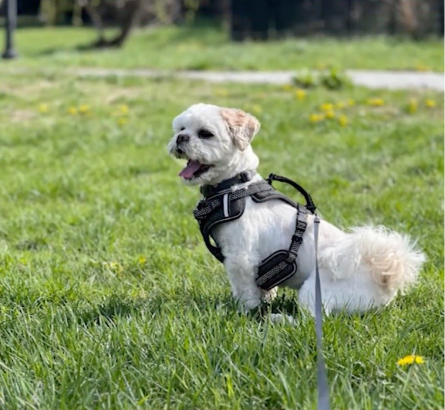 Upper West Side Dog Attack Sparks Outrage and Demands for Tougher NYC Laws