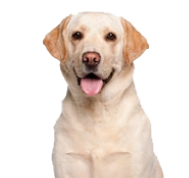 pricing_labrador_image-2-e1737085585872