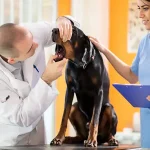 3 Signs Your Pet Needs a Vet NOW