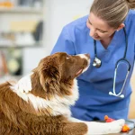 5 Senior Pet Care Tips You Need