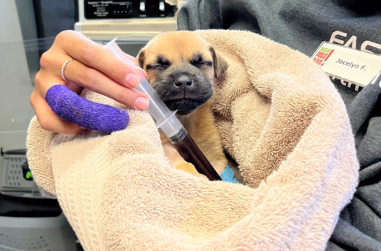 ‘Literal Lifesaver’: How One Abandoned Dog Became a Hero for a Helpless Pup