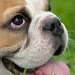 What Is Cherry Eye in Dogs