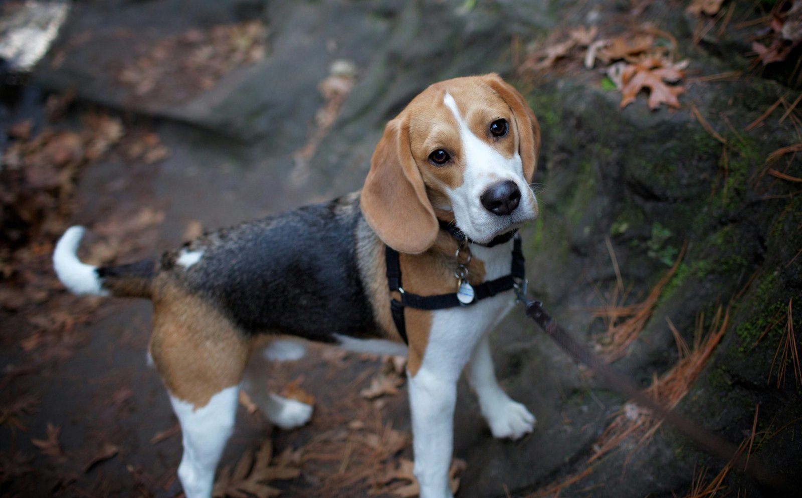 How to Keep Your Pets Safe and Sound This Fourth of July