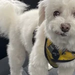 She Fostered a Senior Dog and Found the Love of Her Life