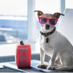 The Best Travel Carrier for Cats and Small Dogs in 2025
