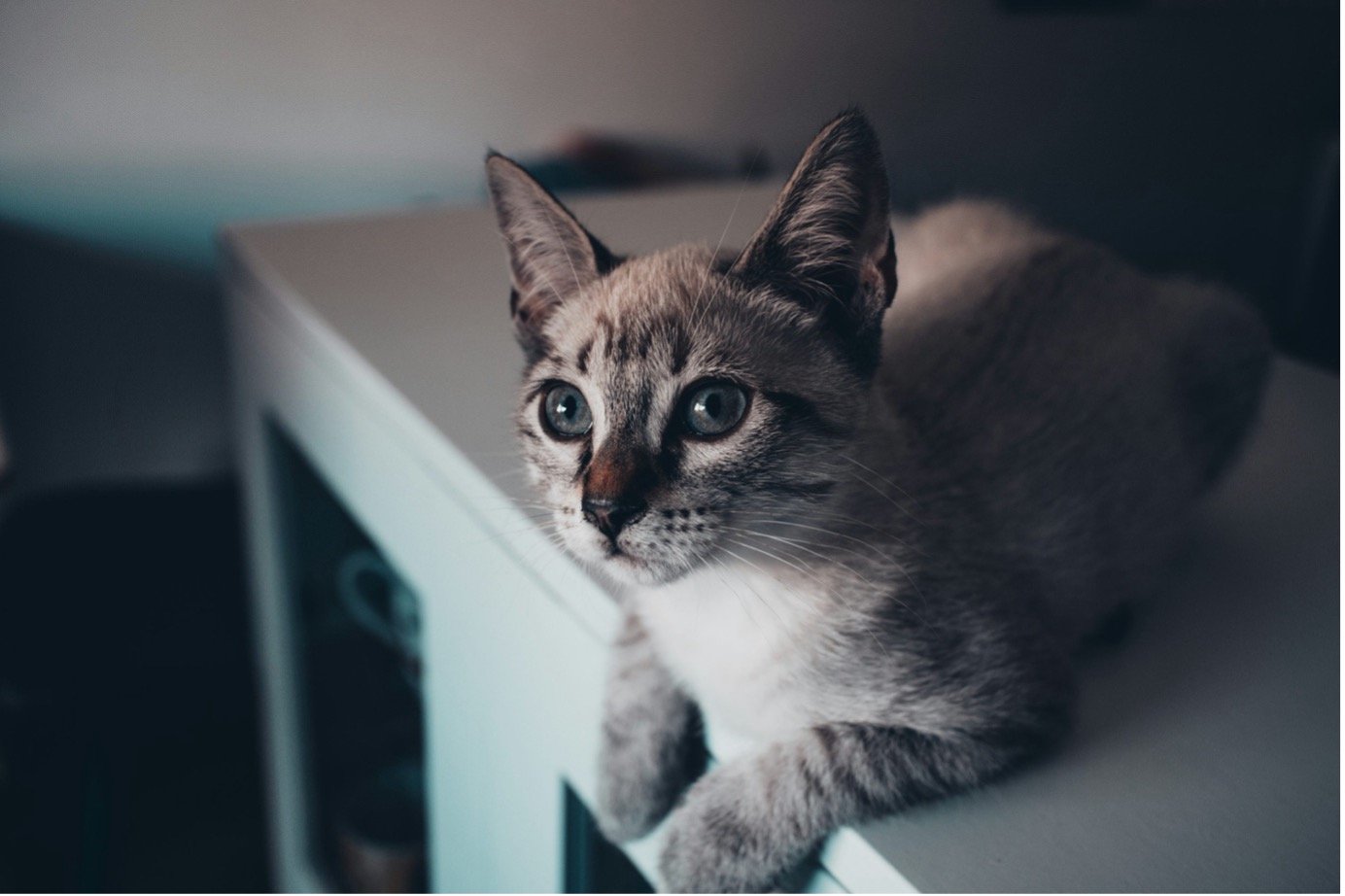 How Cats Control Our Mind? Science Begins to Explain the Feline Hold on Humans