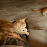 Why Cats Are Clawing, Rubbing, and Rolling on Cement Slabs, and Loving It