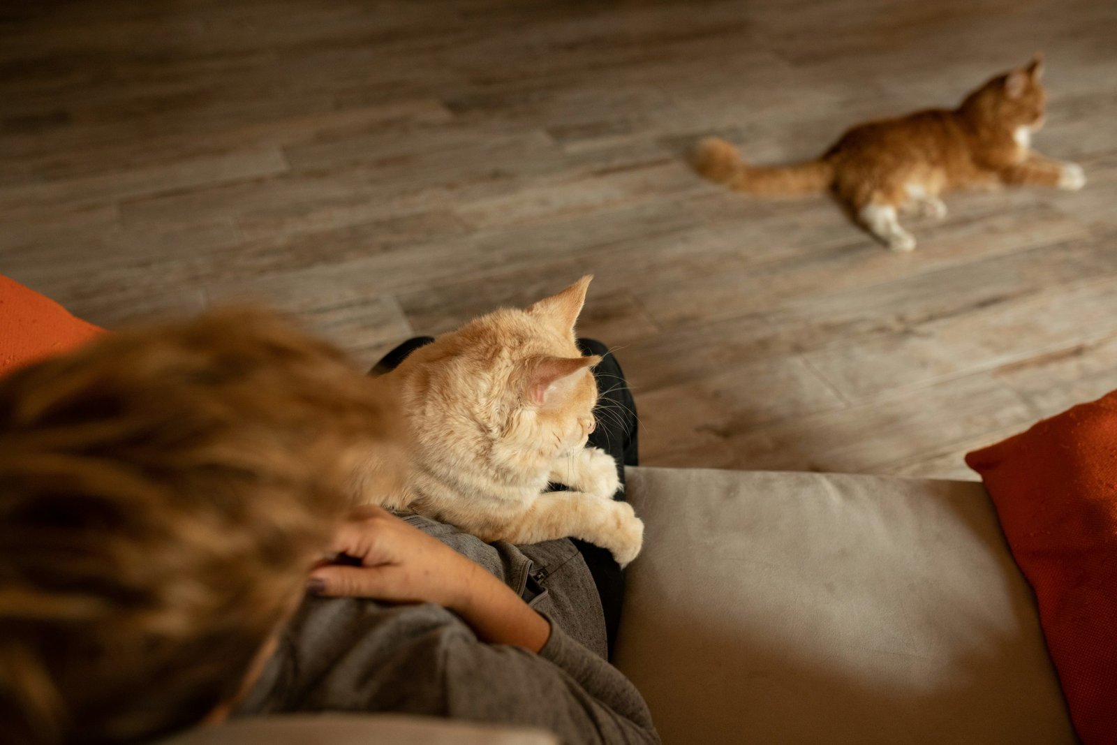 Why Cats Are Clawing, Rubbing, and Rolling on Cement Slabs, and Loving It