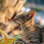 Celebrating International Cat Day 2025 with Film’s Most Famous Felines