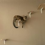 Inside the Global Horror of Online Cat Torture Networks: A Wake-Up Call for Lawmakers and Communities